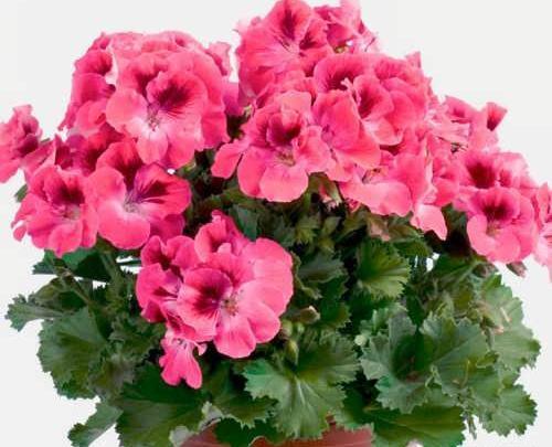 عکس گل طبیعی شمعدانی