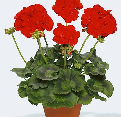 عکس گل طبیعی شمعدانی