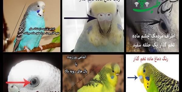 عکس مرغ عشق نر ماده