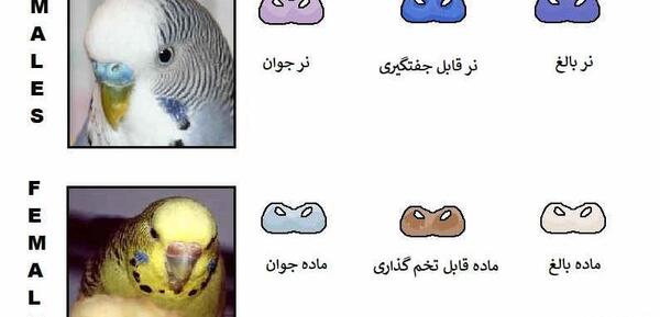 عکس مرغ عشق نر ماده