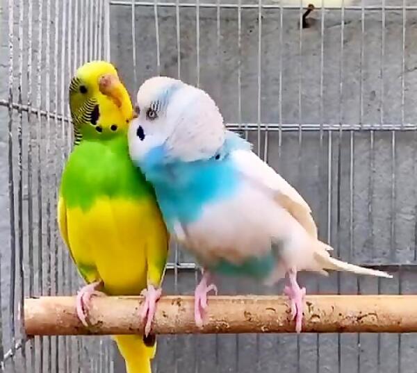 عکس مرغ عشق نر زرد