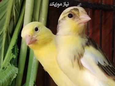 عکس مرغ عشق و قناری