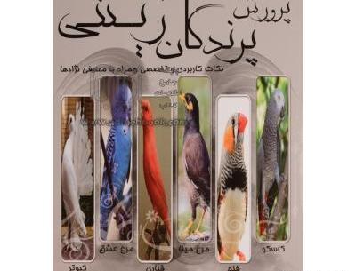 عکس مرغ عشق و قناری