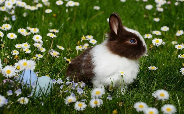 عکس خرگوش برای تصویر زمینه