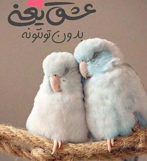 عکس دو مرغ عشق عاشق