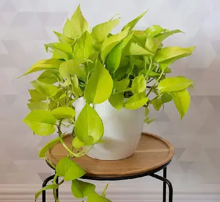 عکس گل طبیعی پتوس