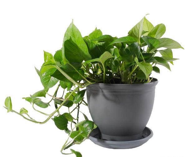 عکس گل طبیعی پتوس
