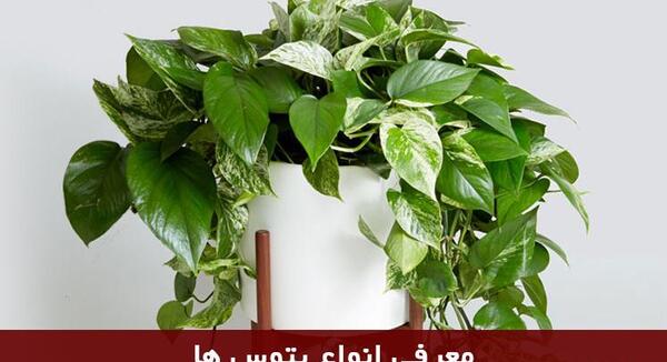 عکس گل طبیعی پتوس