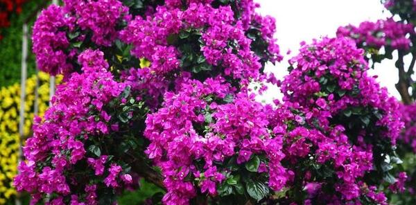 عکس گل های کاغذی طبیعی