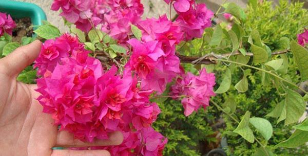 عکس گل های کاغذی طبیعی