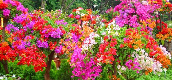 عکس گل های کاغذی طبیعی