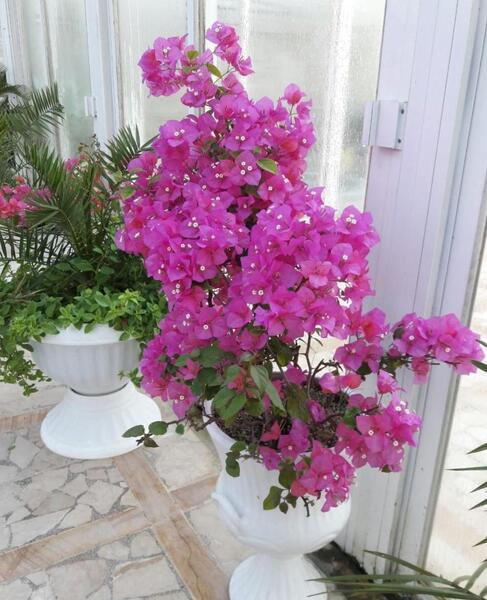 عکس گل های کاغذی طبیعی