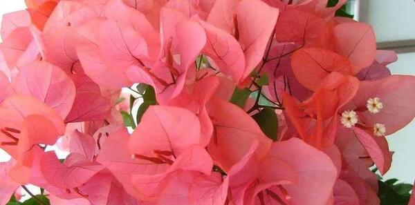 عکس گل های کاغذی طبیعی