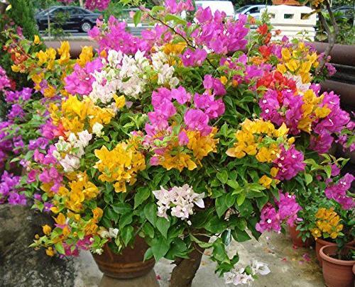عکس گل های کاغذی طبیعی