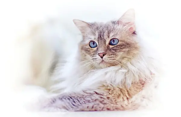 عکس گربه وحشی برای پروفایل