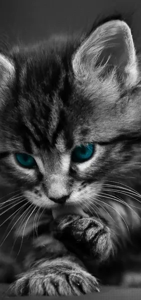 عکس گربه وحشی برای پروفایل