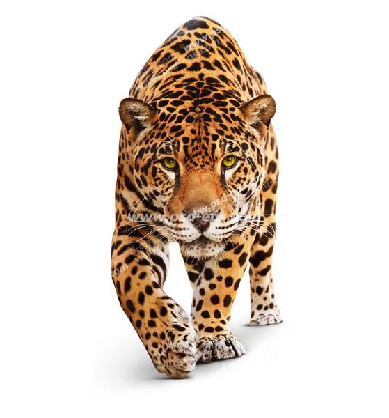 عکس پلنگ خوشگل