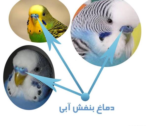 عکس مرغ عشق آبی ماده