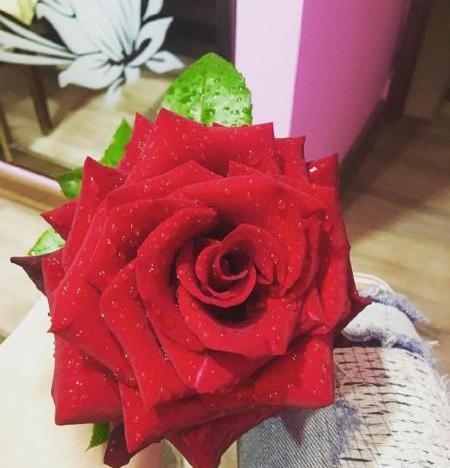 عکس گل سرخ طبیعی