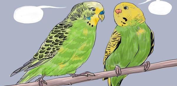 عکس مرغ عشق طوطی