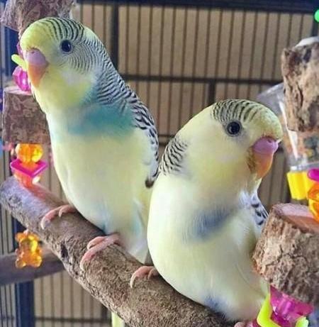 عکس مرغ عشق طوطی