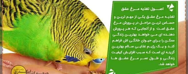 عکس مرغ عشق لاغر