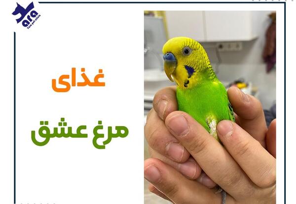 عکس مرغ عشق لاغر