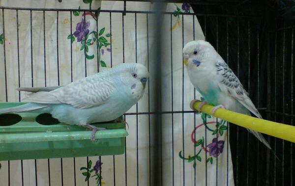 عکس مرغ عشق لاغر