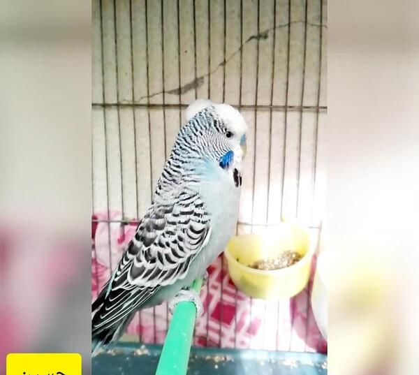 عکس مرغ عشق انگلیسی