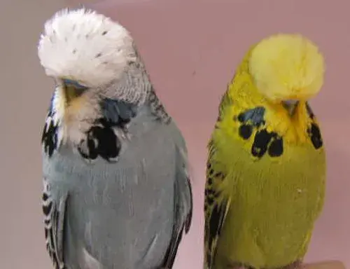 عکس مرغ عشق انگلیسی