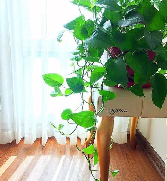 عکس گل طبیعی با گلدون