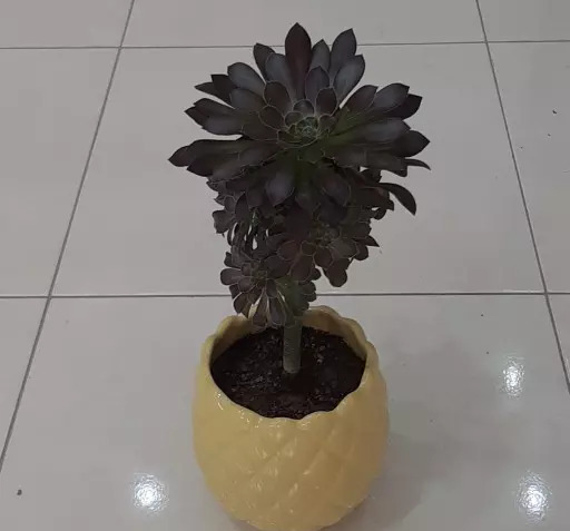عکس گل طبیعی با گلدون