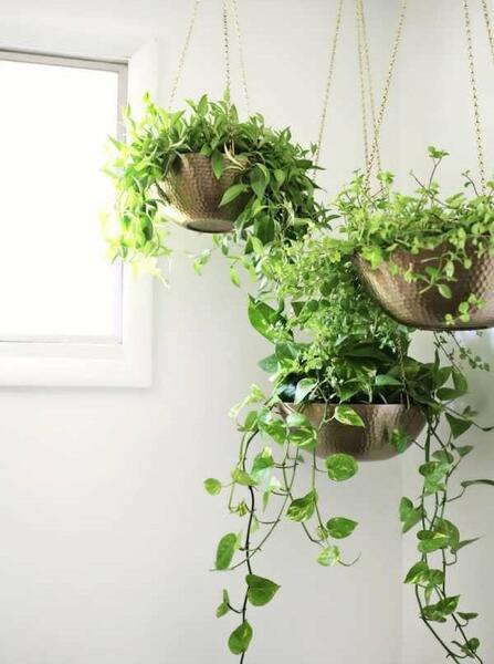 عکس گل طبیعی با گلدون