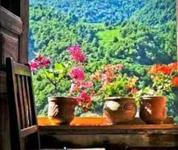 عکس گل طبیعی پشت پنجره