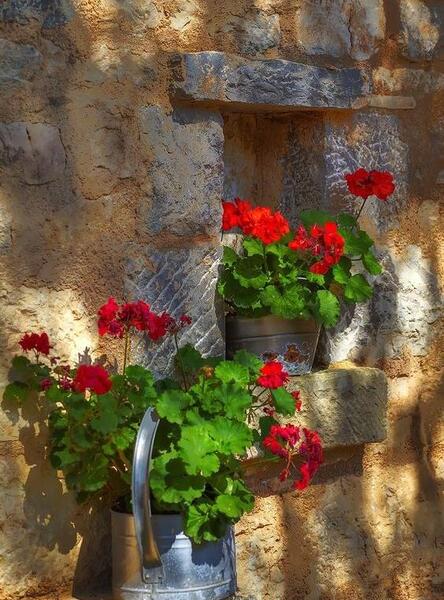 عکس گل طبیعی پشت پنجره