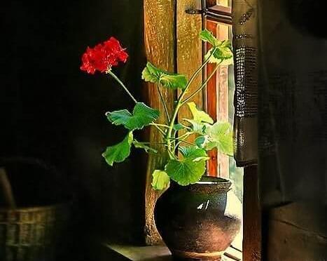 عکس گل طبیعی پشت پنجره
