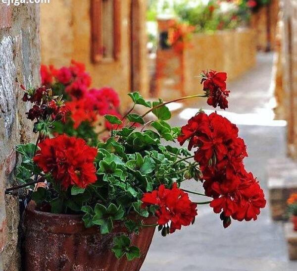 عکس گل طبیعی پشت پنجره
