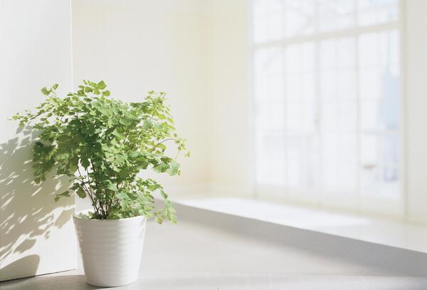 عکس گل طبیعی پشت پنجره