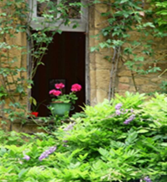 عکس گل طبیعی پشت پنجره