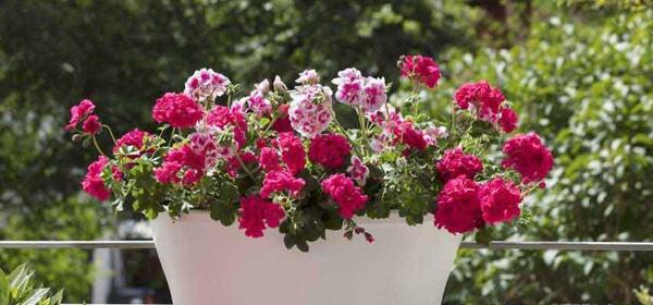 عکس گل طبیعی پشت پنجره