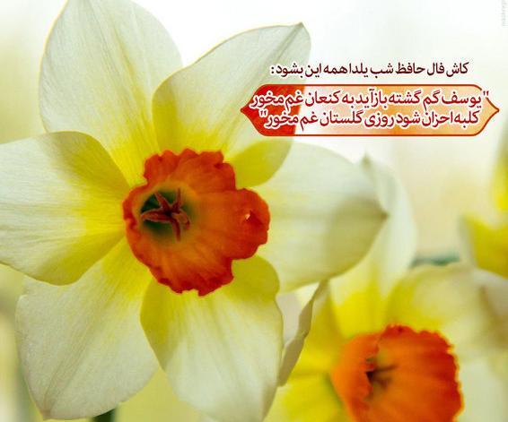 عکس شب یلدا و امام زمان
