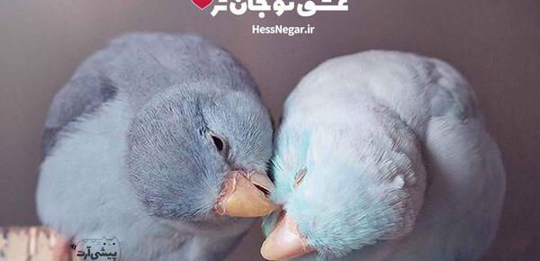 عکس مرغ عشق عاشق