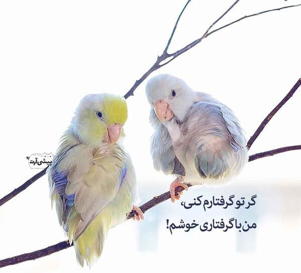 عکس مرغ عشق عاشق