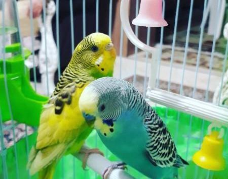 عکس مرغ عشق عاشق