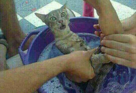 طنز عکس گربه خنده دار