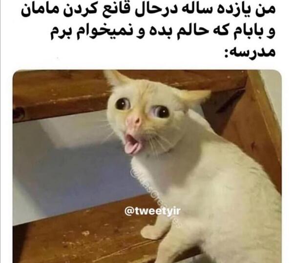 طنز عکس گربه خنده دار
