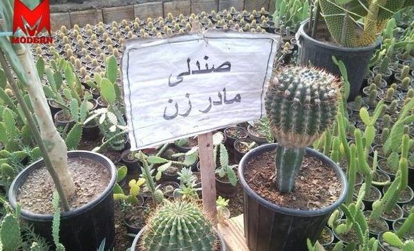 عکس مادر خانم