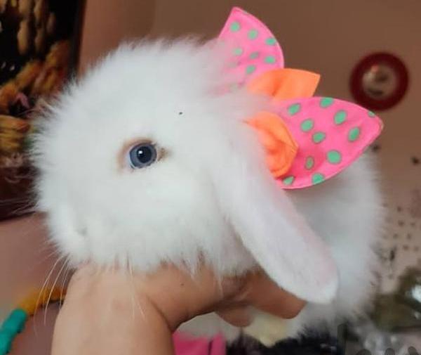 عکس خرگوش چشم صورتی