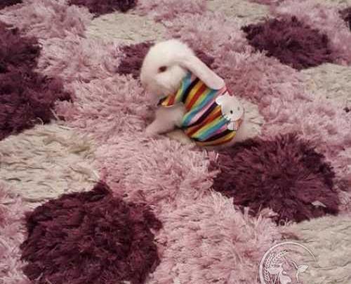 عکس خرگوش چشم صورتی