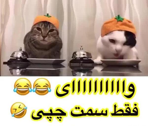 عکس خنده دار گربه با کیفیت